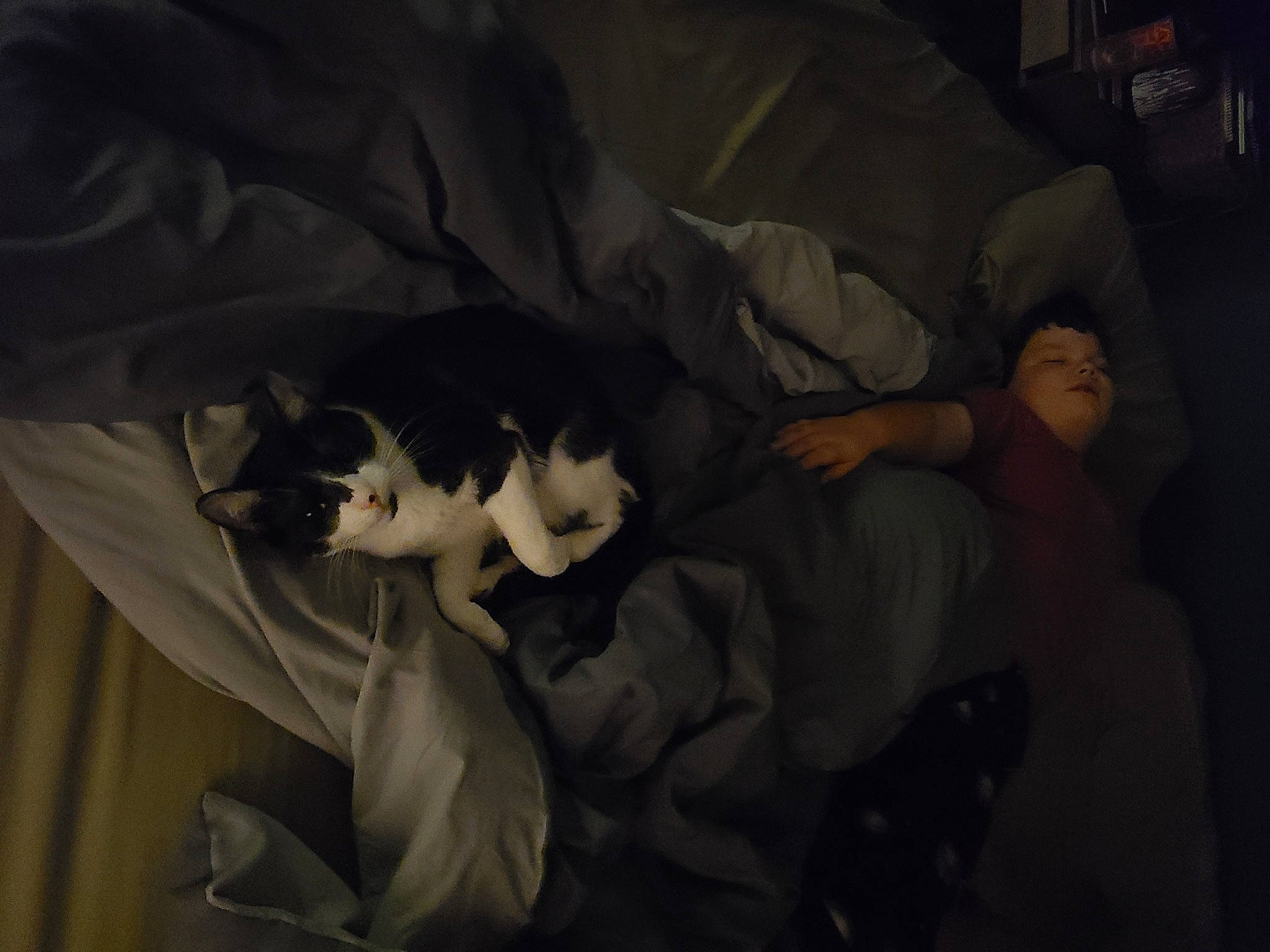 Trixie is registered to the contest to win money with this photo: art, carnivore, cat, comfort, darkness, event, felidae, flash_photography, formal_wear, fur, gesture, linens, nap, room, sitting, small_to_medium_sized_cats, tail, tints_and_shades, visual_arts, whiskers