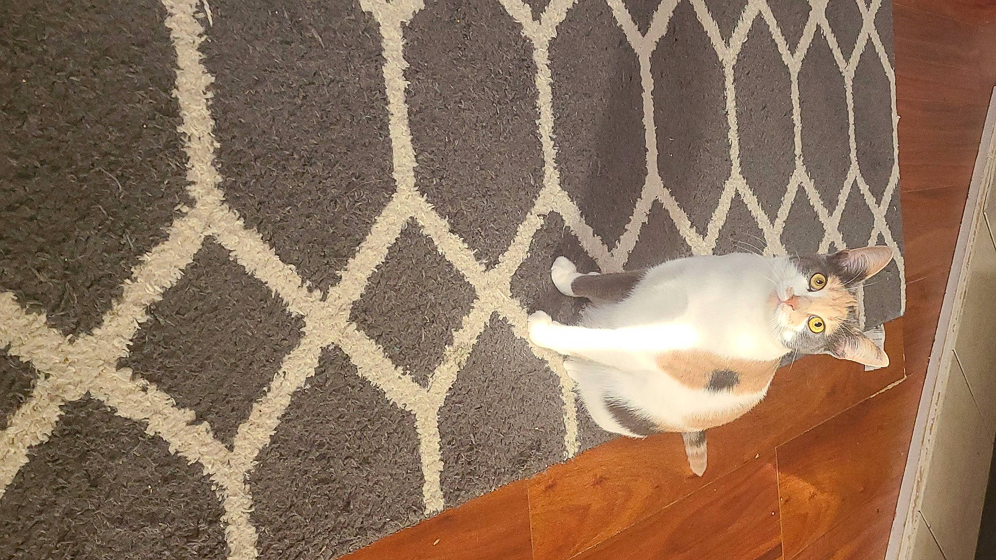 Ellie is registered to the contest to win money with this photo: carnivore, cat, ceiling, comfort, companion_dog, fawn, felidae, flooring, fur, hardwood, linens, mesh, pattern, room, small_to_medium_sized_cats, tail, terrestrial_animal, whiskers, window, wood