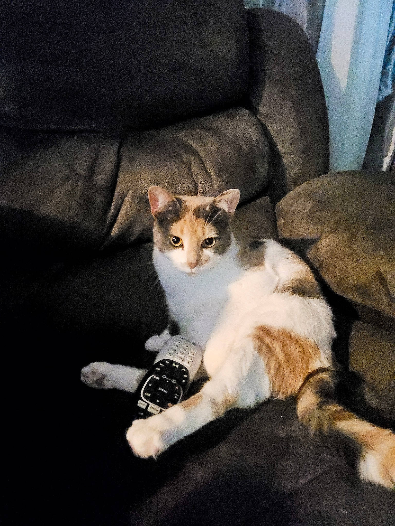 Ellie is registered to the contest to win money with this photo: canidae, carnivore, cat, chair, claw, comfort, companion_dog, couch, domestic_short_haired_cat, fawn, felidae, fur, human_leg, lap, paw, sitting, small_to_medium_sized_cats, tail, whiskers, window