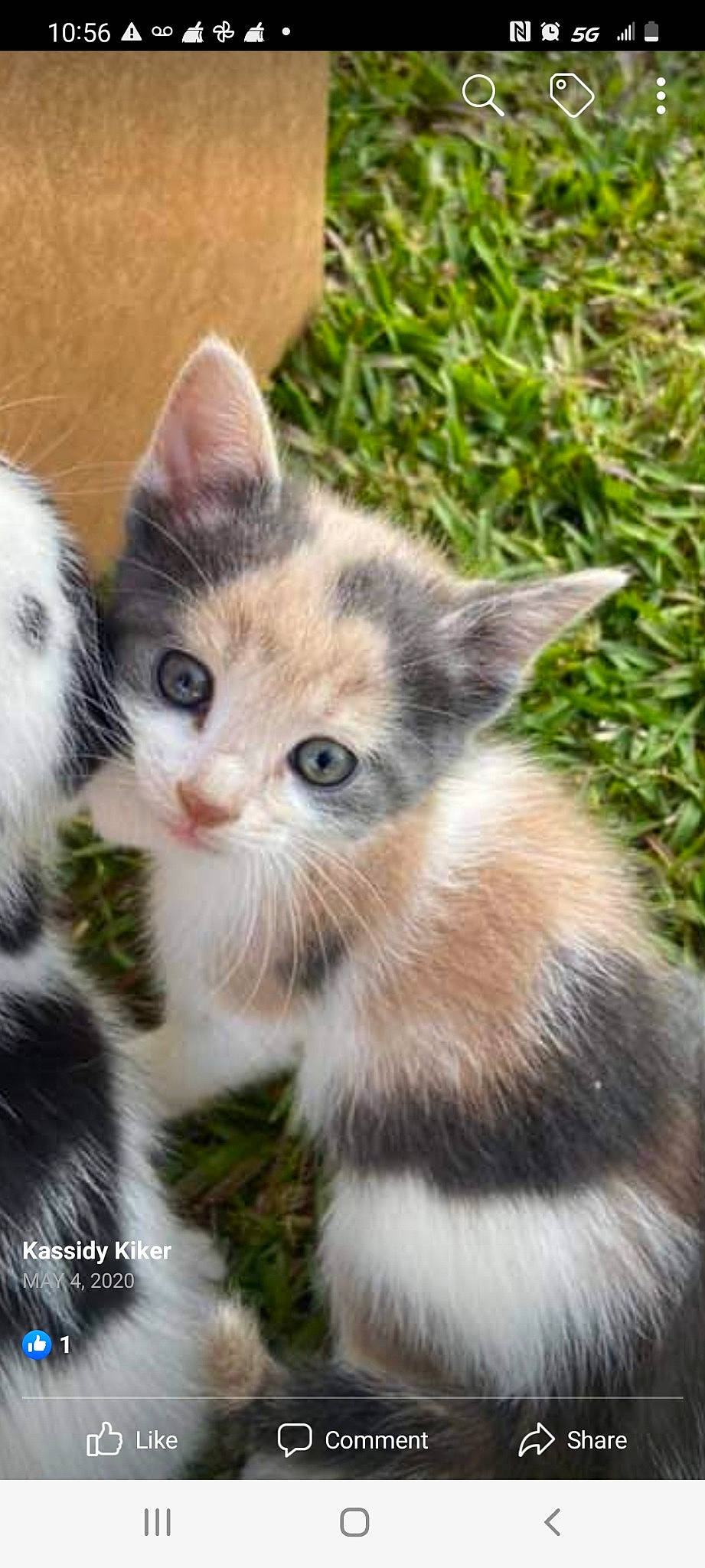 Ellie joined the competition — help win amazing prizes! carnivore, cat, claw, domestic_short_haired_cat, felidae, fur, grass, paw, plant, small_to_medium_sized_cats, snout, tail, terrestrial_animal, tree, whiskers, wildlife, window