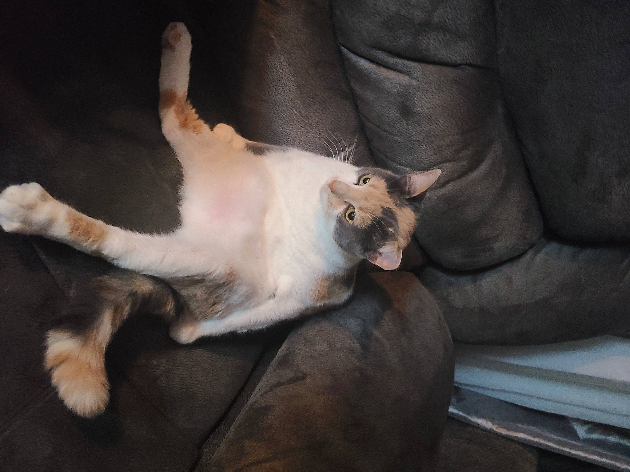 Ellie joined the competition — help win amazing prizes! birman, canidae, carnivore, cat, claw, comfort, companion_dog, dog_breed, domestic_short_haired_cat, fawn, felidae, fur, nap, paw, small_to_medium_sized_cats, snout, sporting_group, tail, whiskers, wood