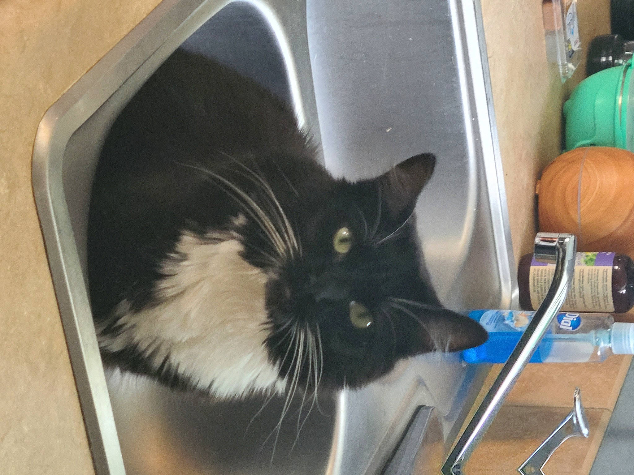 Anna joined the competition — help win amazing prizes! calabaza, carnivore, cat, cat_supply, cucurbita, domestic_short_haired_cat, felidae, fur, gas, gourd, home_appliance, major_appliance, pet_supply, pumpkin, room, small_to_medium_sized_cats, vegetable, whiskers, window, winter_squash