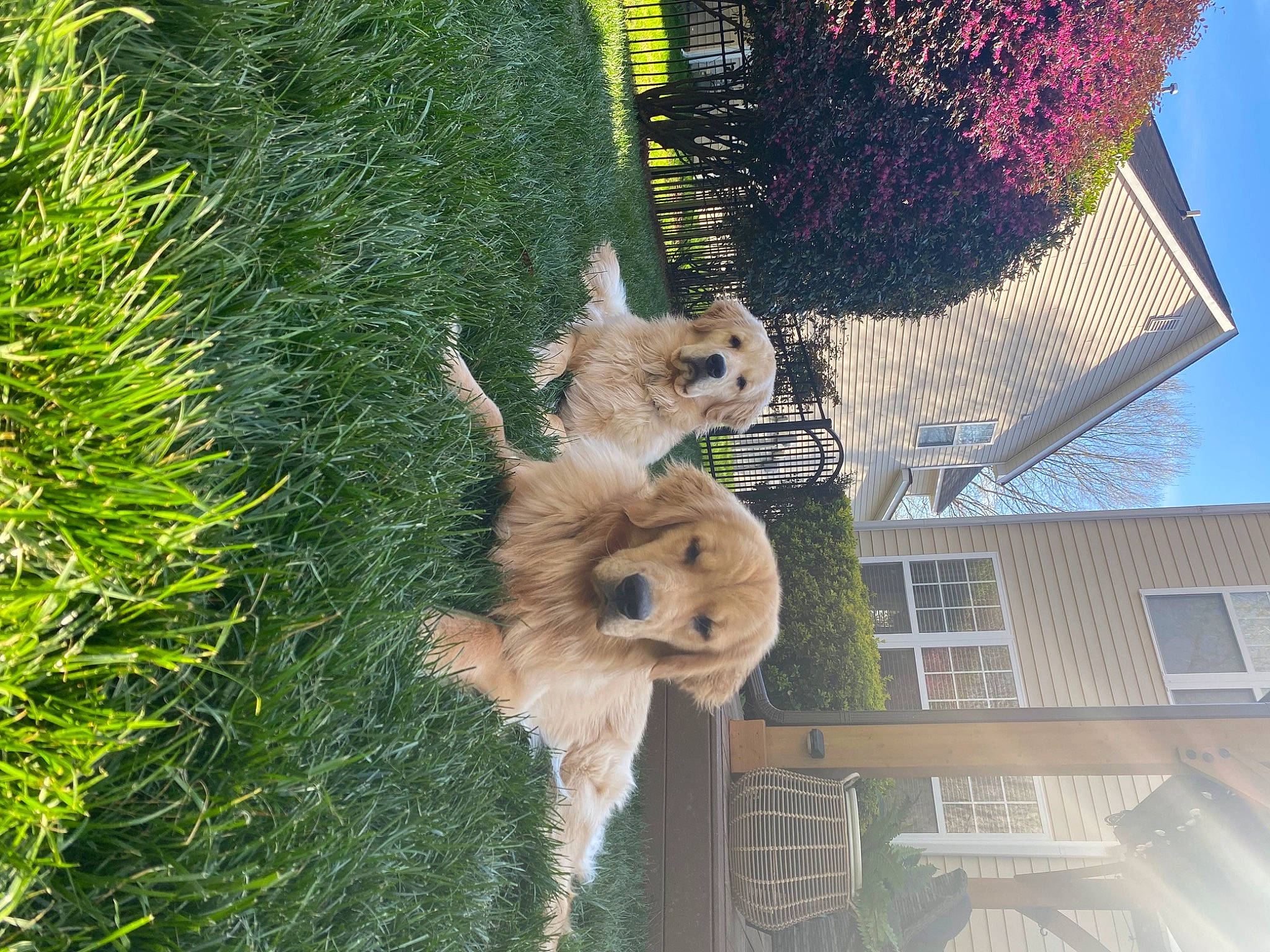 Dutton Duke is registered to the contest to win money with this photo: building, canidae, carnivore, companion_dog, dog_breed, facade, fawn, fur, grass, house, plant, sky, snout, sporting_group, tail, tree, trunk, window, wood, working_animal