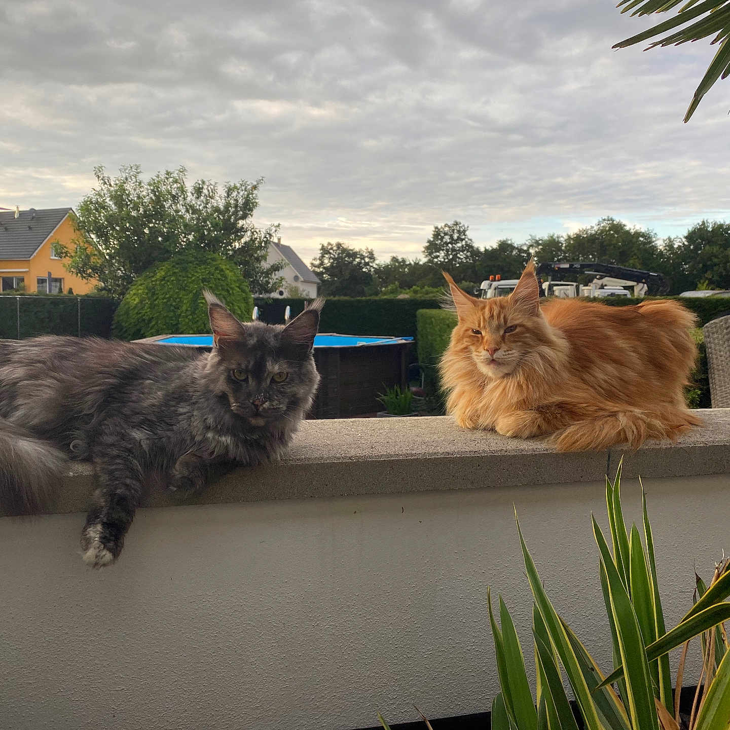 Orion Et Shadow participe au concours pour gagner de l'argent avec cette photo : animal, cat, cats, cloudy_sky, daytime, feline, fluffy, garden, gray_cat, hedge, house, nature, orange_cat, outdoor, peaceful, pet, plants, relaxed, suburban, wall