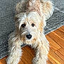 Cleo joined the competition — help win amazing prizes! adorable, animal, canine, carpet, companion, cute, dog, domestic_animal, fluffy, friendly, fur, furry, home, indoor, looking_up, lying_down, mammal, pet, relaxed, wooden_floor