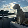 animal, boat, calm, clouds, collar, daytime, dog, fur, lake, nature, outdoor, pet, reflection, seat, serene, silhouette, sky, sunlight, trees, water
