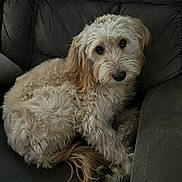 Cleo is registered to the contest to win money with this photo: adorable, animal, canine, companion, couch, cozy, curled_up, cute, dog, domestic_animal, fluffy, friendly, fur, home, indoor, looking_up, mammal, pet, relaxed, resting