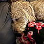 animal, blanket, butterfly_pattern, closeup, comfort, companion, couch, cozy, cute, dog, domestic, fur, golden_doodle, indoors, nap, pet, relaxed, resting, sleeping, soft