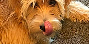 Cleo is registered to the contest to win money with this photo: animal, canine, carpet, cute, dog, domestic_animal, face, fluffy, fur, indoor, light_brown, lying_down, mammal, nose, paw, pet, playful, tongue, tongue_out, whiskers