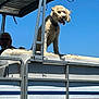 animal, blue_sky, boat, canine, curly_fur, daylight, dog, happy, leisure, man, metal, outdoor, pet, portrait, summer, sunglasses, sunny, tongue_out, transport, watercraft