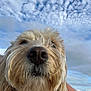 animal, blue_sky, canine, close_up, clouds, cloudy, collar, daytime, dog, fluffy, fur, landscape, nature, nose, outdoor, pet, portrait, sky, water, whiskers