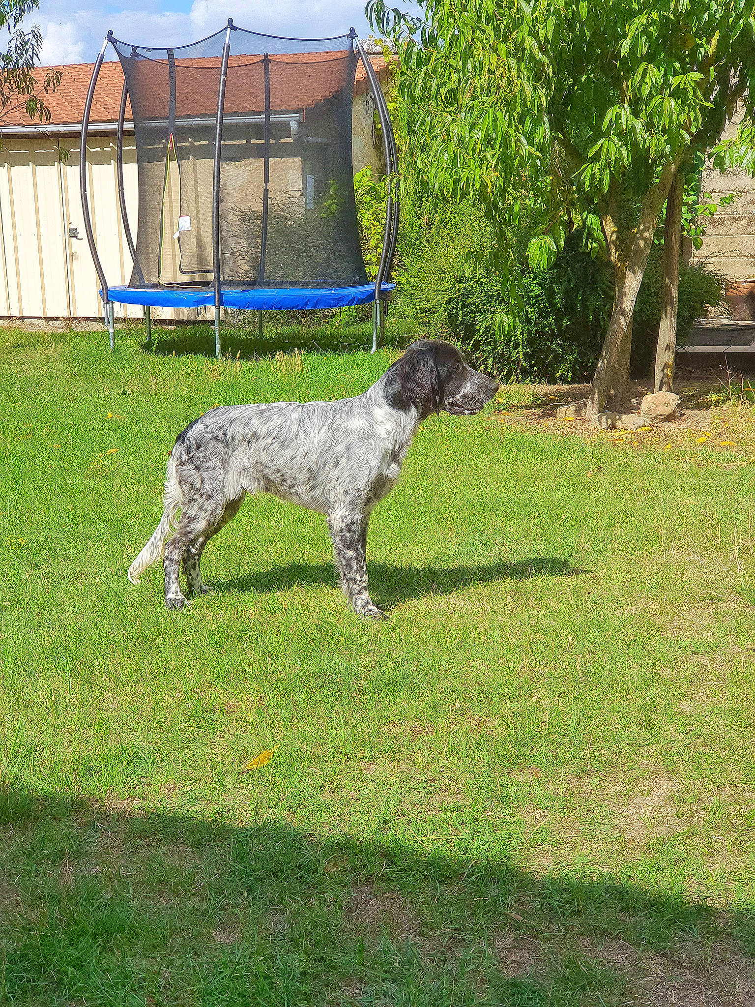 Rafale a rejoint le concours — aidez-le/la à gagner de superbes lots ! braque_dauvergne, braque_du_bourbonnais, canidae, carnivore, dog, dog_breed, english_setter, german_shorthaired_pointer, grass, gun_dog, hunting_dog, large_munsterlander, mammal, old_danish_pointer, pointer, pointing_breed, rare_breed_dog, small_munsterlander, sporting_group, vertebrate