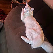 Mimi is registered to the contest to win money with this photo: animal, blue_eyes, cat, couch, cozy, cute, domestic, feline, fluffy, fur, household, indoor, living_room, looking_back, pet, relaxed, resting, tail, toy_basket, white_cat