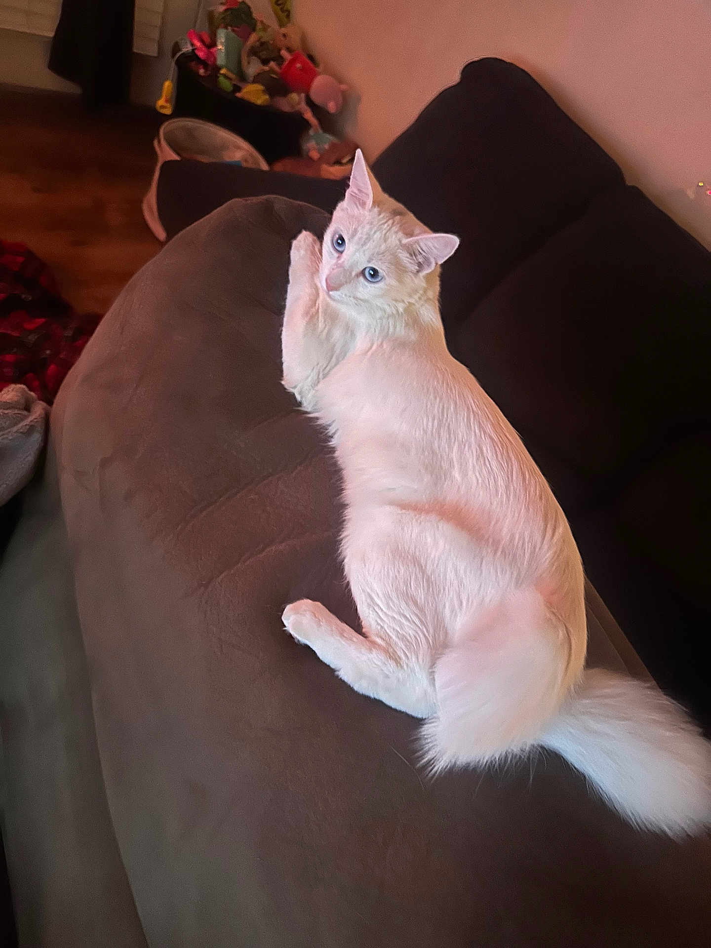 Mimi