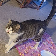 Jazzalynn is registered to the contest to win money with this photo: cat, tabby_cat, indoor, carpet, blanket, paw_prints, bowl, pet, animal, feline, curious, standing, fur, whiskers, ears, tail, wooden_furniture, shelf, floor, domestic