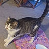 cat, tabby_cat, indoor, carpet, blanket, paw_prints, bowl, pet, animal, feline, curious, standing, fur, whiskers, ears, tail, wooden_furniture, shelf, floor, domestic