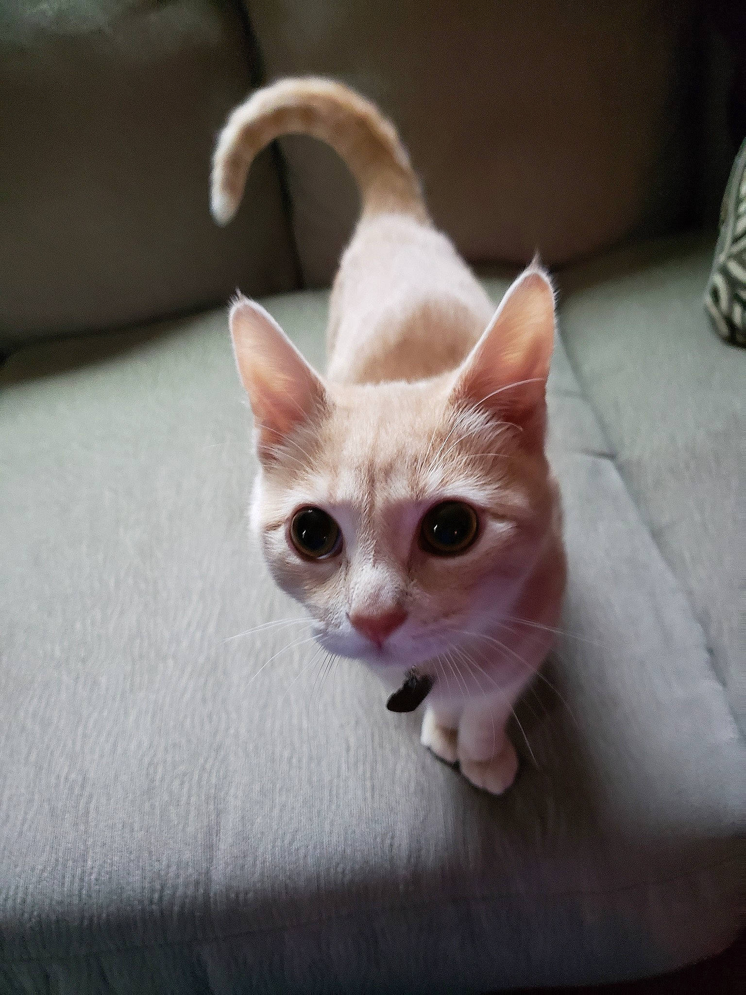 Vegeta is registered to the contest to win money with this photo: aegean_cat, arabian_mau, asian, burmilla, carnivore, cat, devon_rex, fawn, felidae, german_rex, javanese, khao_manee, kitten, mammal, small_to_medium_sized_cats, tail, turkish_angora, turkish_van, vertebrate, whiskers