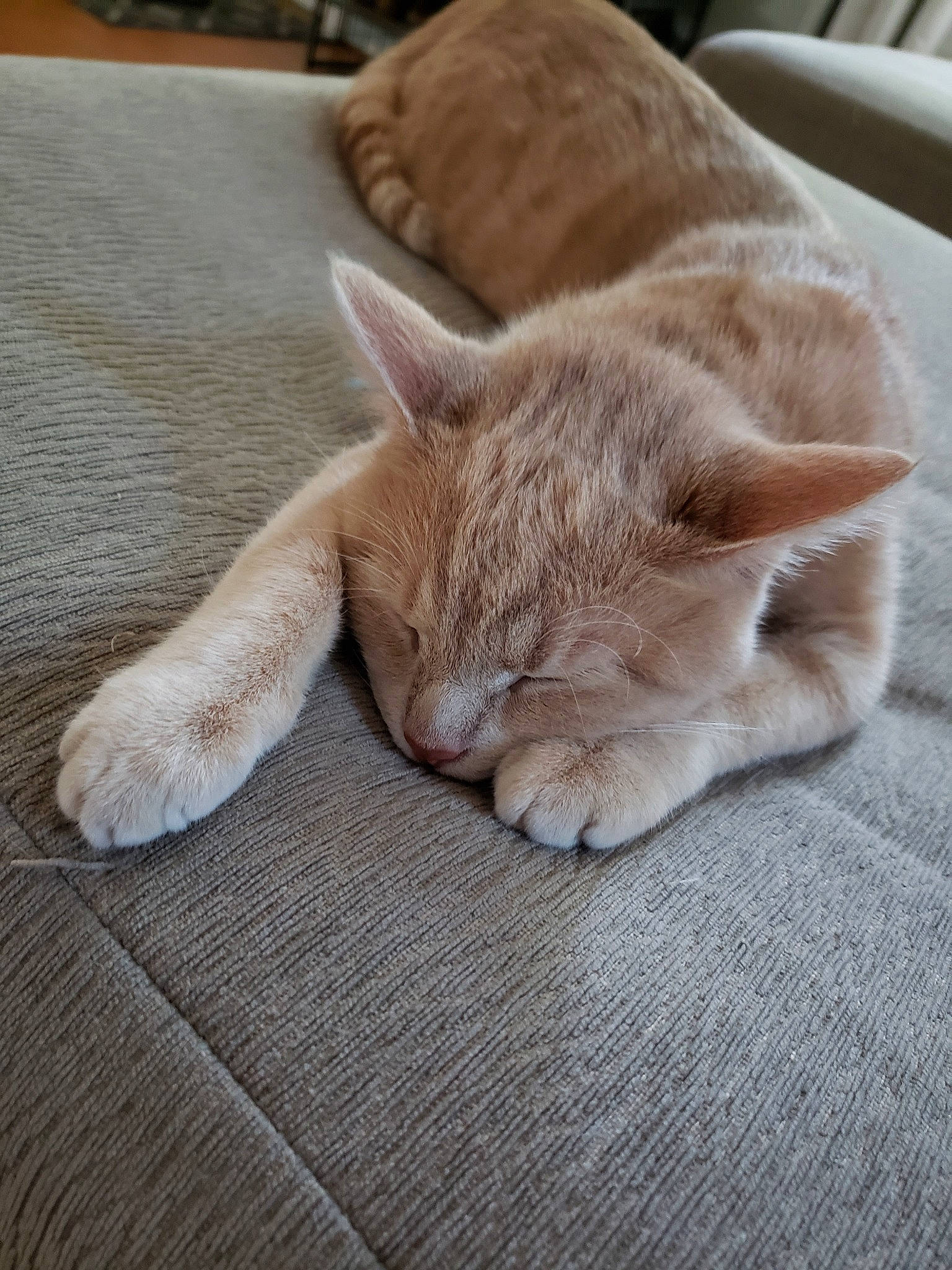 Vegeta joined the competition — help win amazing prizes! asian, british_shorthair, carnivore, cat, claw, domestic_short_haired_cat, ear, european_shorthair, fawn, felidae, fur, mammal, nap, paw, polydactyl_cat, sleep, small_to_medium_sized_cats, snout, whiskers