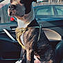 Tank is registered to the contest to win money with this photo: animal, canine, car_interior, daytime, dog, domestic_animal, fence, harness, indoor, parked_car, pet, portrait, resting, seat, shadow, side_view, sitting, sunlight, vehicle, window