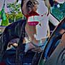 Tank joined the competition — help win amazing prizes! dog, pet, car, seat, steering_wheel, tongue, chain_collar, sunlight, window, trees, black_and_white, happy, inside, vehicle, daytime, close_up, canine, fur, paw, dashboard