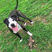 Tank is registered to the contest to win money with this photo: animal, canine, chain, collar, dog, excited, four_legs, friendly, fur, grass, green, happy, nature, outdoor, pet, playful, stick, summer, tongue, yard