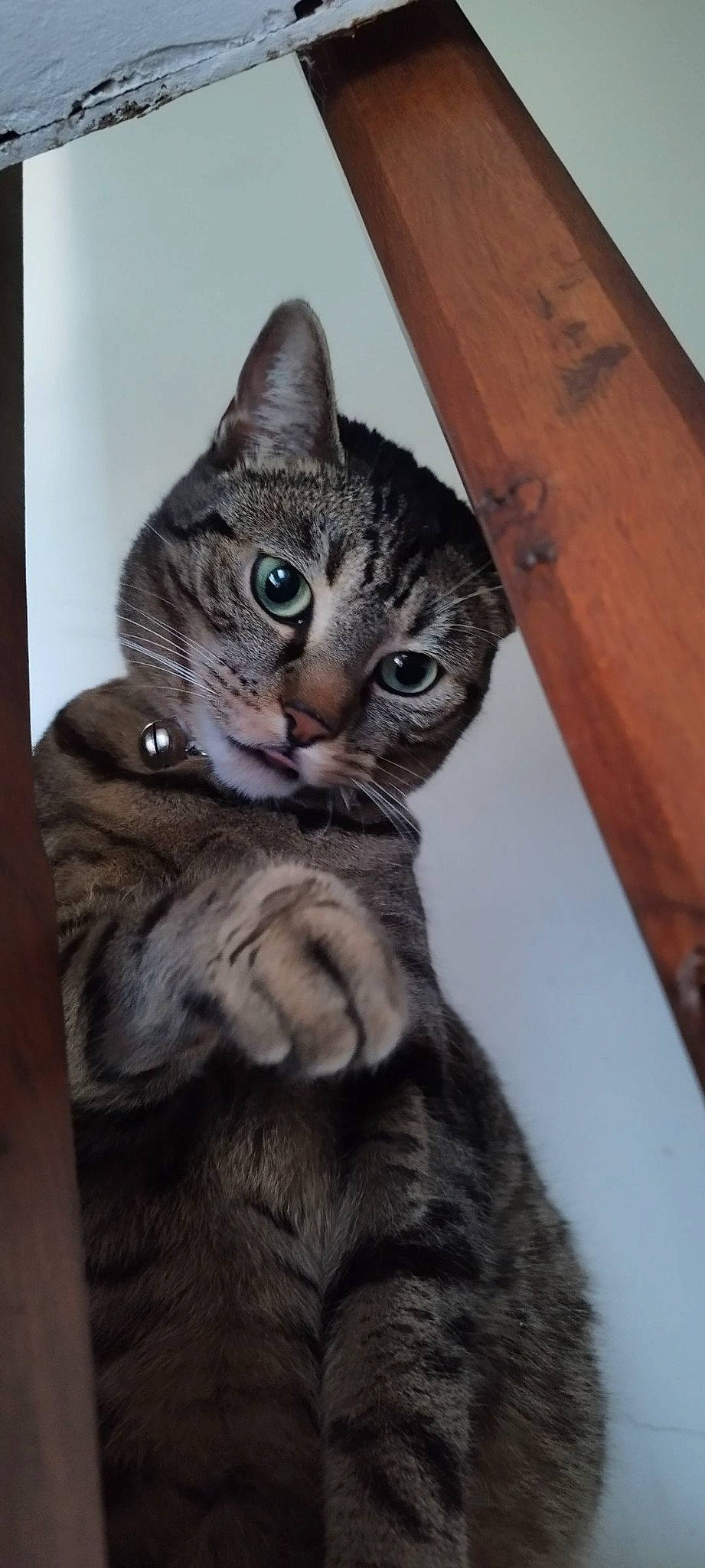 Minnie participe au concours pour gagner de l'argent avec cette photo : carnivore, cat, claw, domestic_short_haired_cat, door, ear, felidae, fur, hardwood, paw, small_to_medium_sized_cats, snout, tail, terrestrial_animal, whiskers, wood, wood_stain