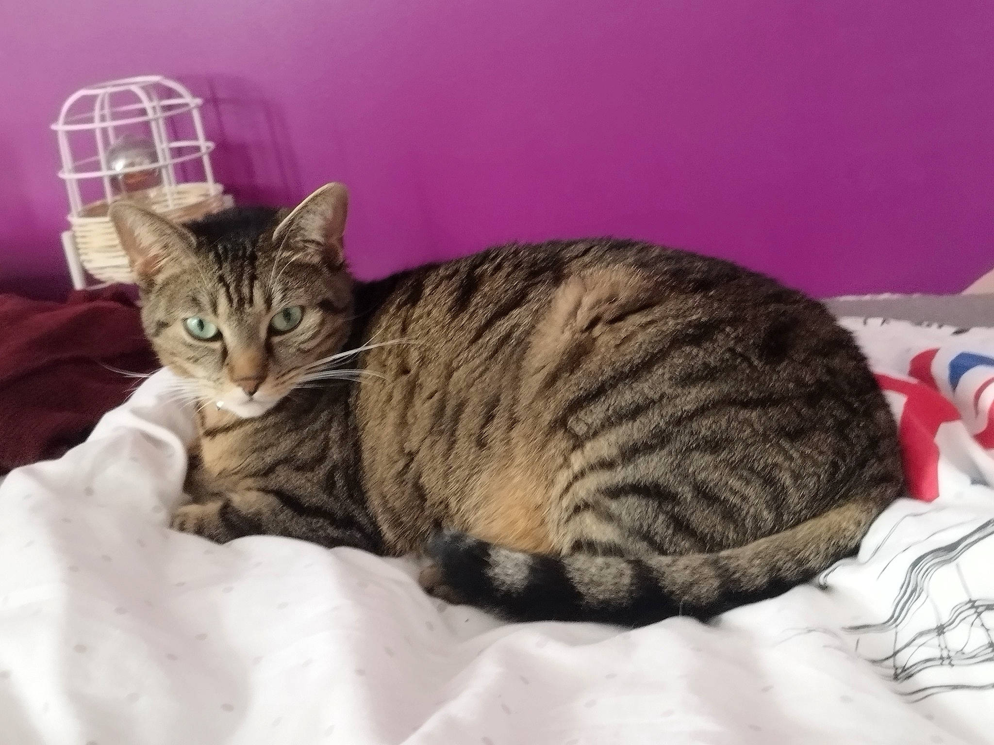 Minnie participe au concours pour gagner de l'argent avec cette photo : carnivore, cat, cat_supply, claw, comfort, domestic_short_haired_cat, felidae, fur, hat, mammal, nap, paw, pet_supply, sitting, small_to_medium_sized_cats, snout, tail, terrestrial_animal, vertebrate, whiskers