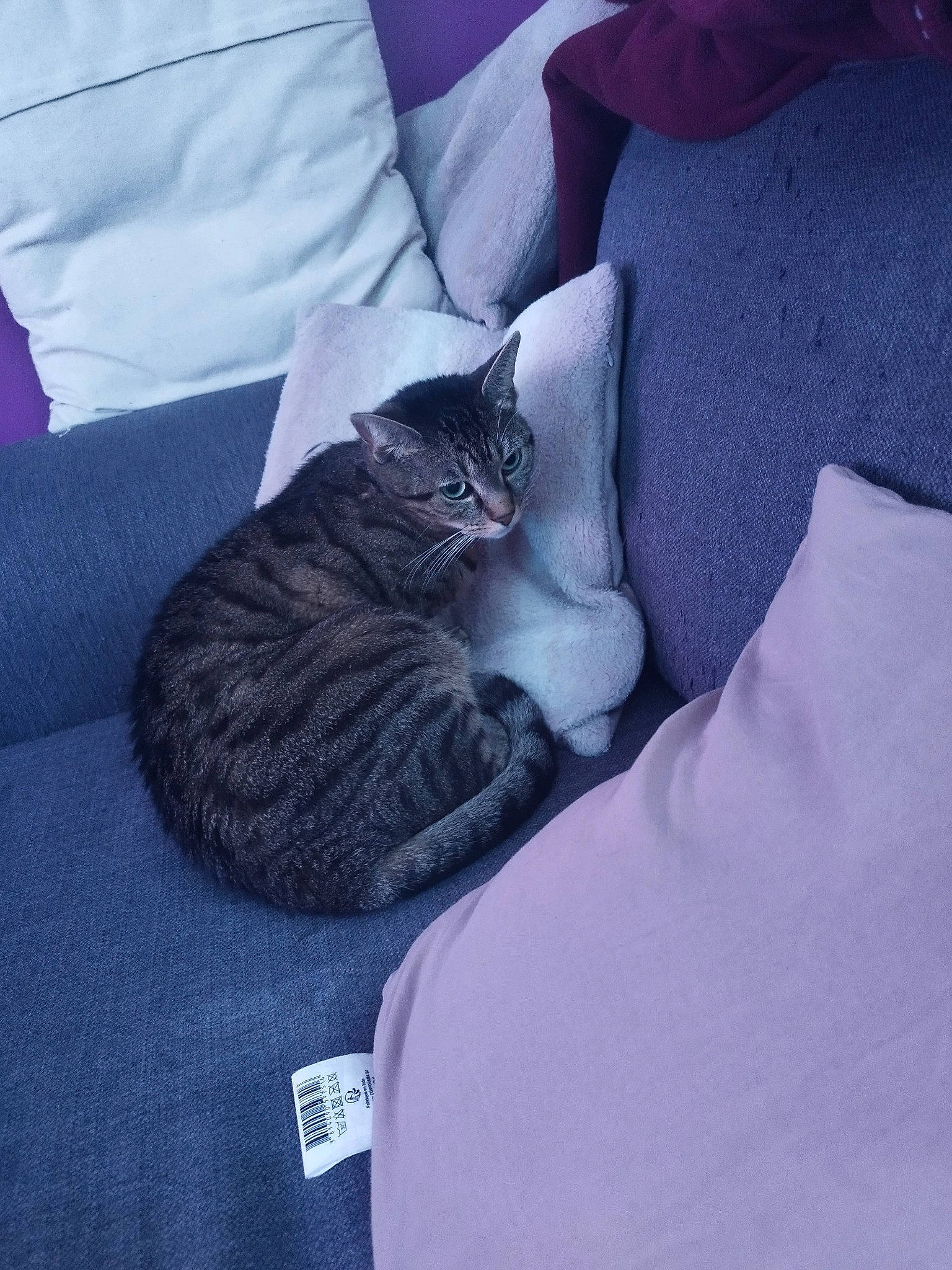 Minnie participe au concours pour gagner de l'argent avec cette photo : bed, bed_sheet, bedding, carnivore, cat, comfort, couch, domestic_short_haired_cat, electric_blue, felidae, fur, grey, human_leg, linens, pillow, sitting, sleeve, small_to_medium_sized_cats, tail, whiskers