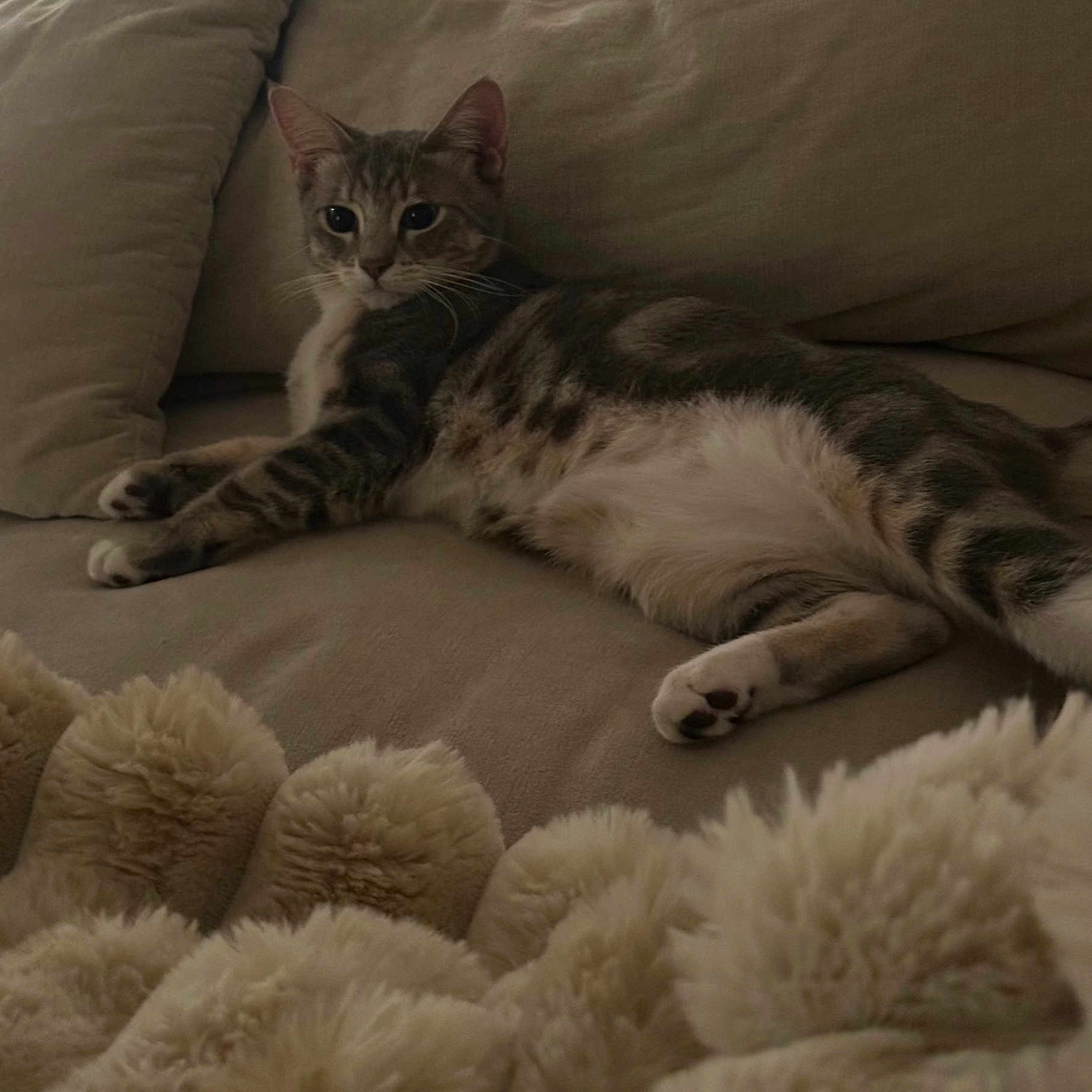 Mr.fluffles