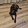 Izy participe au concours pour gagner de l'argent avec cette photo : dog, black_dog, pet, indoor, floor, wood_floor, curtain, storage_drawers, collar, laying_down, looking_up, animal, canine, domestic_animal, fur, ears, paws, home, room, flooring