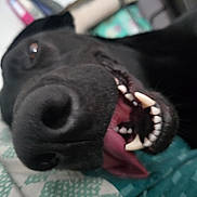Izy a rejoint le concours — aidez-le/la à gagner de superbes lots ! dog, black_dog, close_up, nose, teeth, tongue, mouth, pet, animal, lying_down, indoor, blanket, fur, snout, canine, playful, cute, happy, tongue_out, domestic