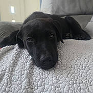 Youki participe au concours pour gagner de l'argent avec cette photo : puppy, dog, black_dog, lying_down, blanket, couch, indoor, pet, closeup, face, fur, resting, cozy, soft_texture, home, animal, cute, sleepy, young_dog, relaxed