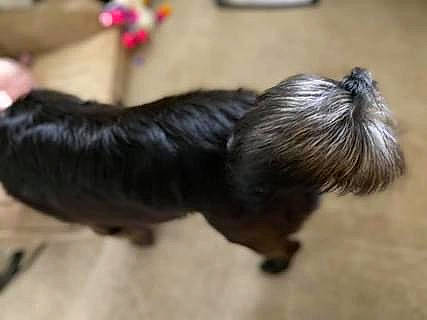 Jedi joined the competition — help win amazing prizes! art, canidae, carnivore, companion_dog, dog_breed, fashion_accessory, fawn, flooring, foot, fur, liver, non_sporting_group, paw, sporting_group, tail, terrestrial_animal, thread, wood, wool, working_animal