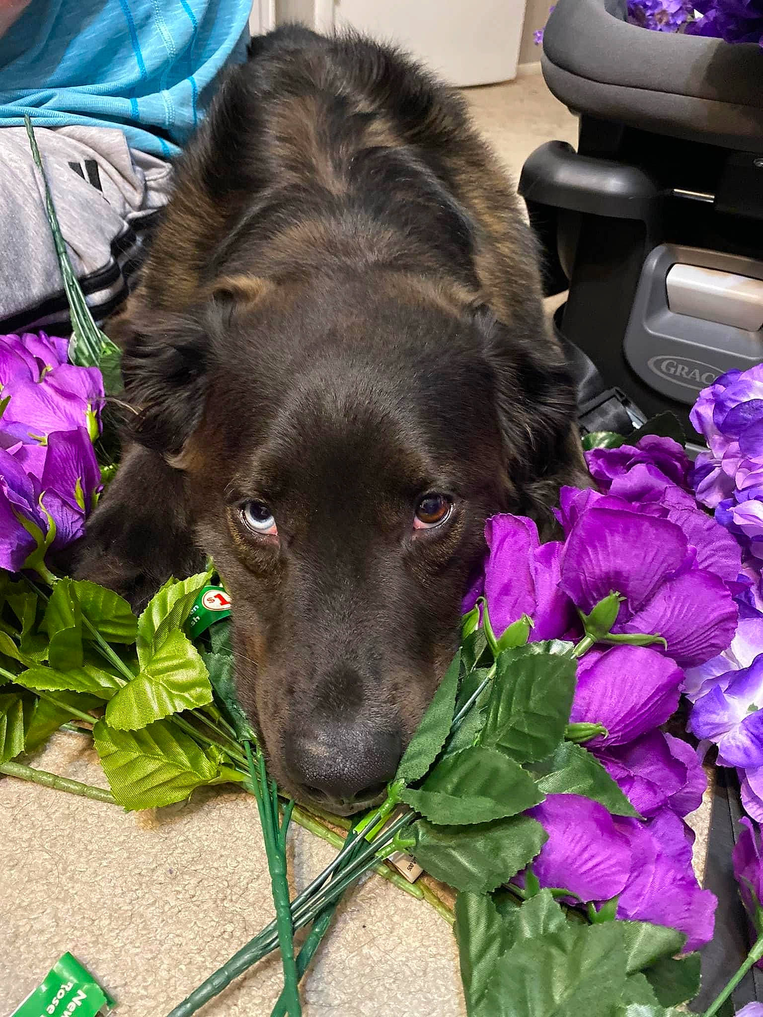 Jedi is registered to the contest to win money with this photo: annual_plant, canidae, carnivore, collar, companion_dog, dog, dog_breed, dog_collar, flower, fur, grass, herbaceous_plant, liver, output_device, plant, retriever, snout, sporting_group, whiskers, working_animal