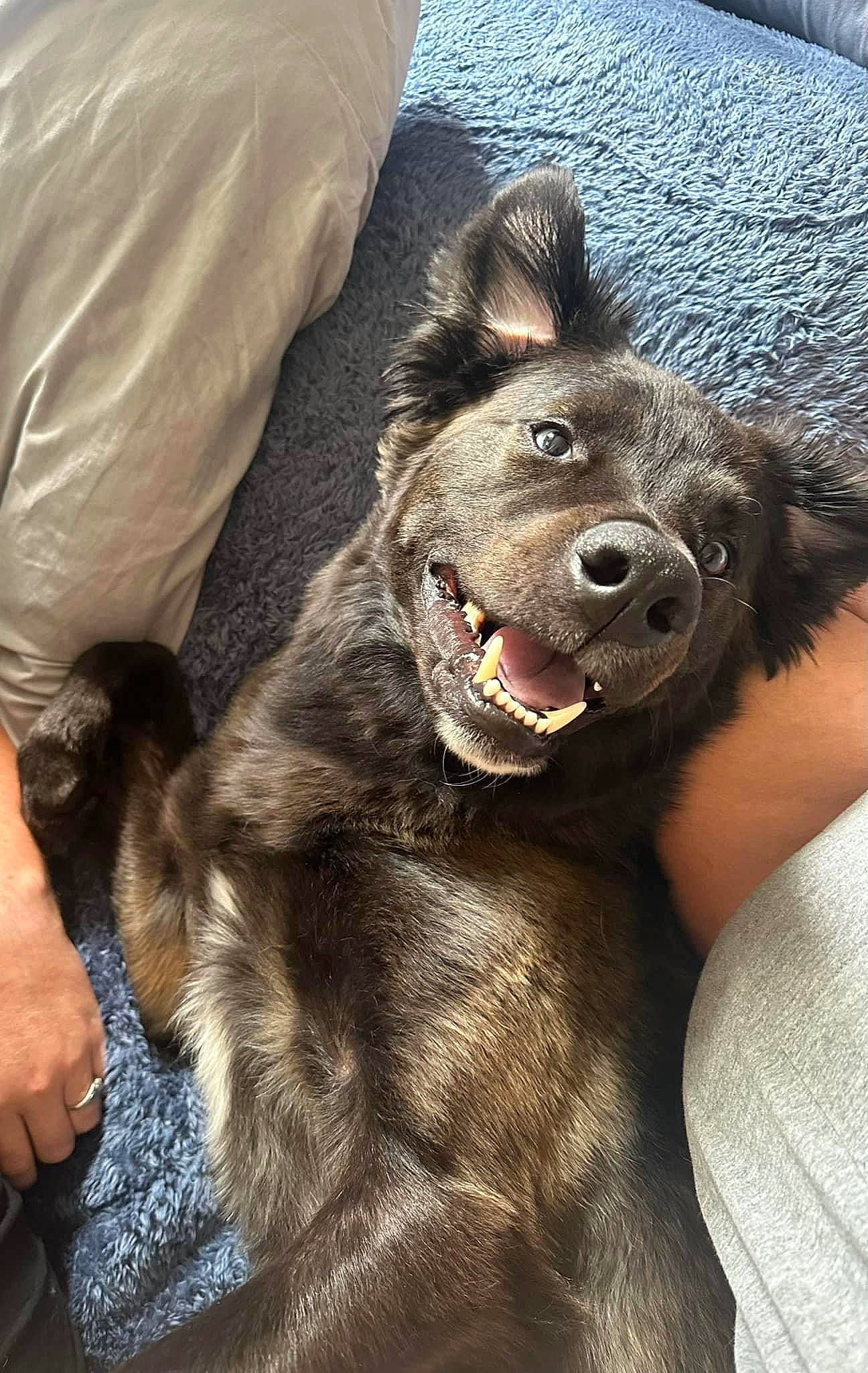 Jedi joined the competition — help win amazing prizes! canidae, carnivore, claw, collar, companion_dog, dog, dog_breed, dog_collar, fang, felidae, fur, giant_dog_breed, guard_dog, king_shepherd, leash, paw, snout, sporting_group, whiskers, working_animal