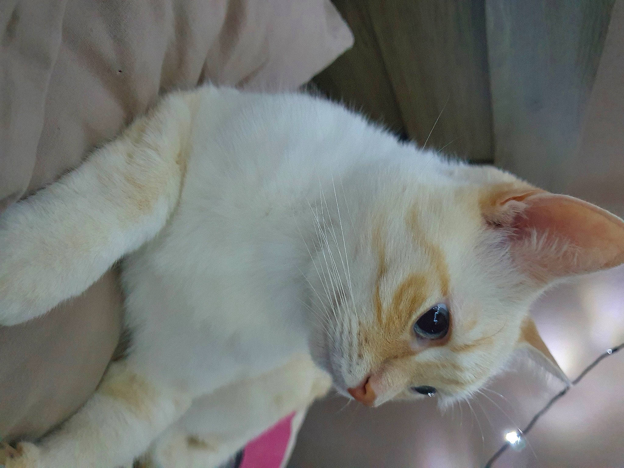 Boule De Neige a rejoint le concours — aidez-le/la à gagner de superbes lots ! beige, carnivore, cat, claw, domestic_short_haired_cat, facial_expression, fawn, felidae, fur, skin, small_to_medium_sized_cats, snout, tail, terrestrial_animal, vertebrate, whiskers, white