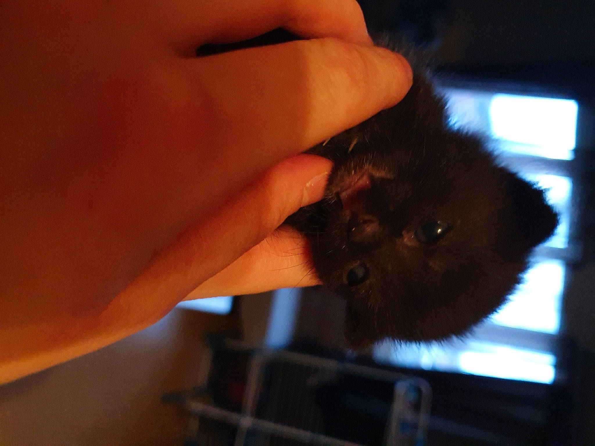 Boule De Neige participe au concours pour gagner de l'argent avec cette photo : black_cat, carnivore, cat, curious, felidae, finger, flesh, gesture, human, nail, skin, small_to_medium_sized_cats, thumb, whiskers