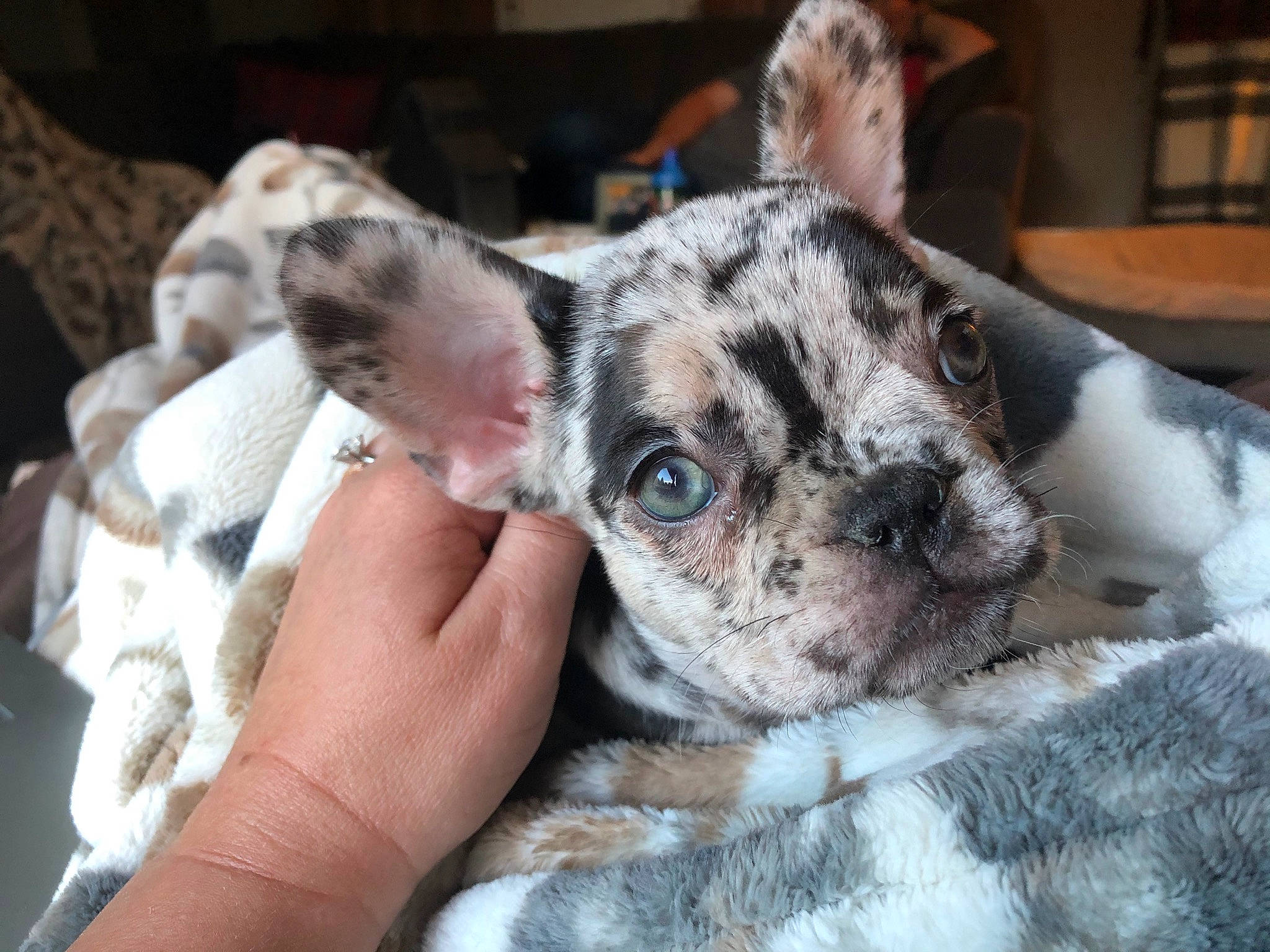 Diesel Rose is registered to the contest to win money with this photo: canidae, carnivore, companion_dog, dog, dog_breed, ear, felidae, fur, marsupial, non_sporting_group, puppy, puppy_love, sporting_group, terrestrial_animal, texas_heeler, toy_dog, vertebrate, whiskers, working_animal