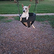 Scooby joined the competition — help win amazing prizes! animal, canine, cute, daytime, dog, fun, grass, leisure, nature, outdoor, park, pet, playground, recreation, relaxed, seat, small_dog, swing, trees, wood_chips