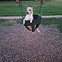 animal, canine, cute, daytime, dog, fun, grass, leisure, nature, outdoor, park, pet, playground, recreation, relaxed, seat, small_dog, swing, trees, wood_chips
