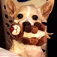Scooby joined the competition — help win amazing prizes! dog, small_dog, plush_toy, reindeer_toy, indoor, laundry_basket, ears, pet, animal, cute, playful, toy_in_mouth, white_dog, curious, household, furniture, close_up, domestic_animal, mammal, companion