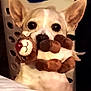 dog, small_dog, plush_toy, reindeer_toy, indoor, laundry_basket, ears, pet, animal, cute, playful, toy_in_mouth, white_dog, curious, household, furniture, close_up, domestic_animal, mammal, companion