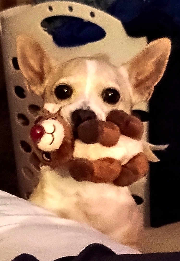 Scooby joined the competition — help win amazing prizes! dog, small_dog, plush_toy, reindeer_toy, indoor, laundry_basket, ears, pet, animal, cute, playful, toy_in_mouth, white_dog, curious, household, furniture, close_up, domestic_animal, mammal, companion