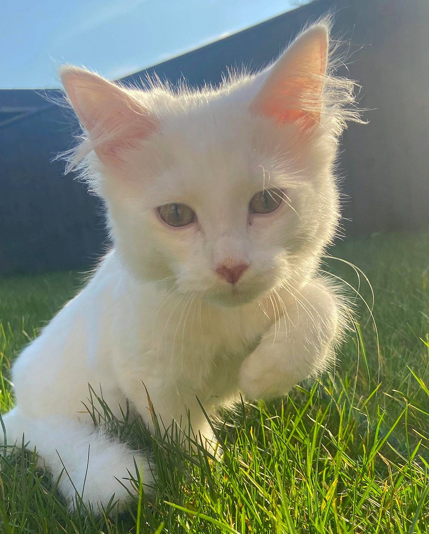 Florence is registered to the contest to win money with this photo: carnivore, cat, domestic_short_haired_cat, fawn, felidae, fur, grass, grassland, herbaceous_plant, natural_landscape, pasture, people_in_nature, plant, prairie, sky, small_to_medium_sized_cats, snout, tail, terrestrial_animal, whiskers