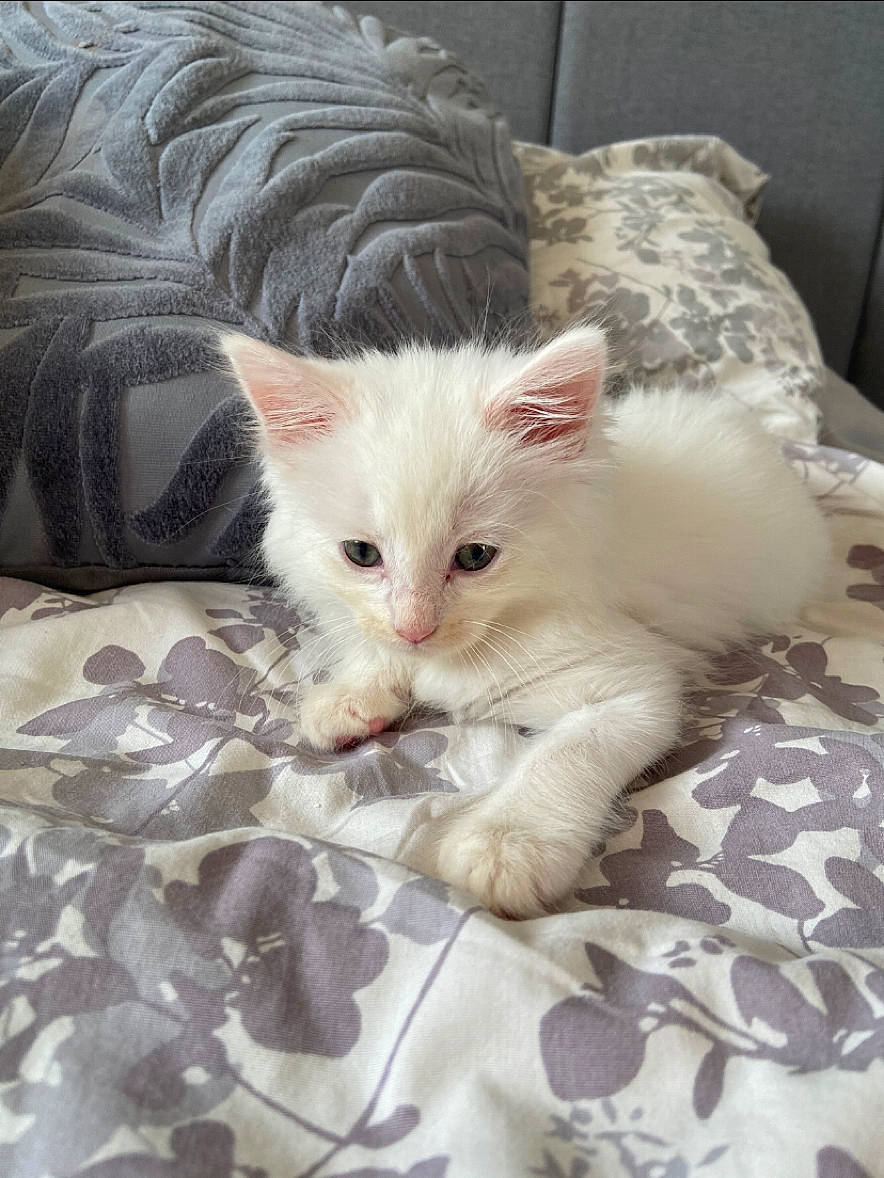 Florence is registered to the contest to win money with this photo: bed, bedding, carnivore, cat, claw, comfort, domestic_short_haired_cat, fawn, felidae, fur, laperm, linens, paw, small_to_medium_sized_cats, tail, whiskers