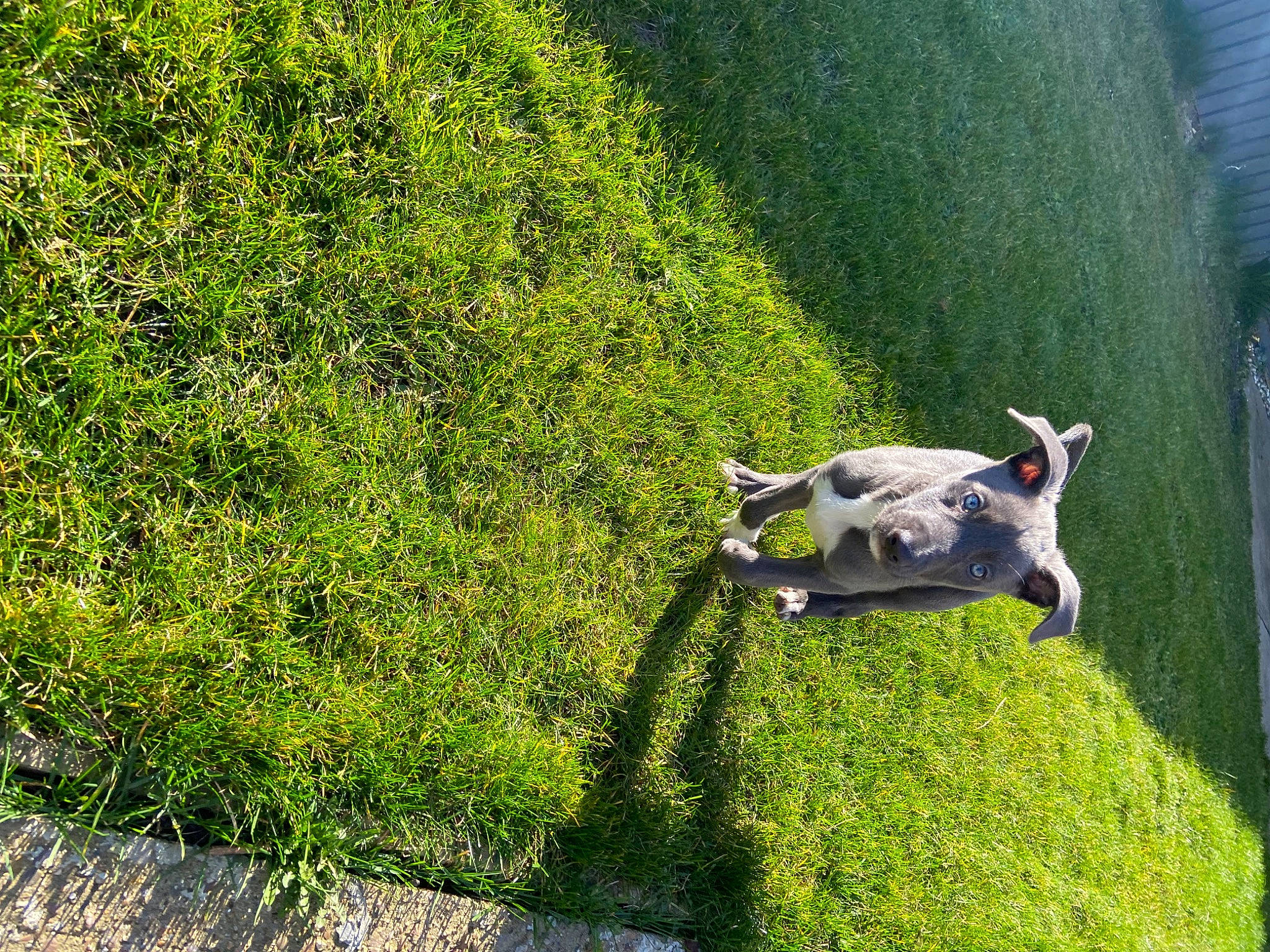 Reggie joined the competition — help win amazing prizes! bovine, canidae, companion_dog, dog_breed, fawn, grass, grassland, groundcover, horn, landscape, livestock, pasture, plant, sculpture, shrub, snout, sporting_group, tail, wing, working_animal