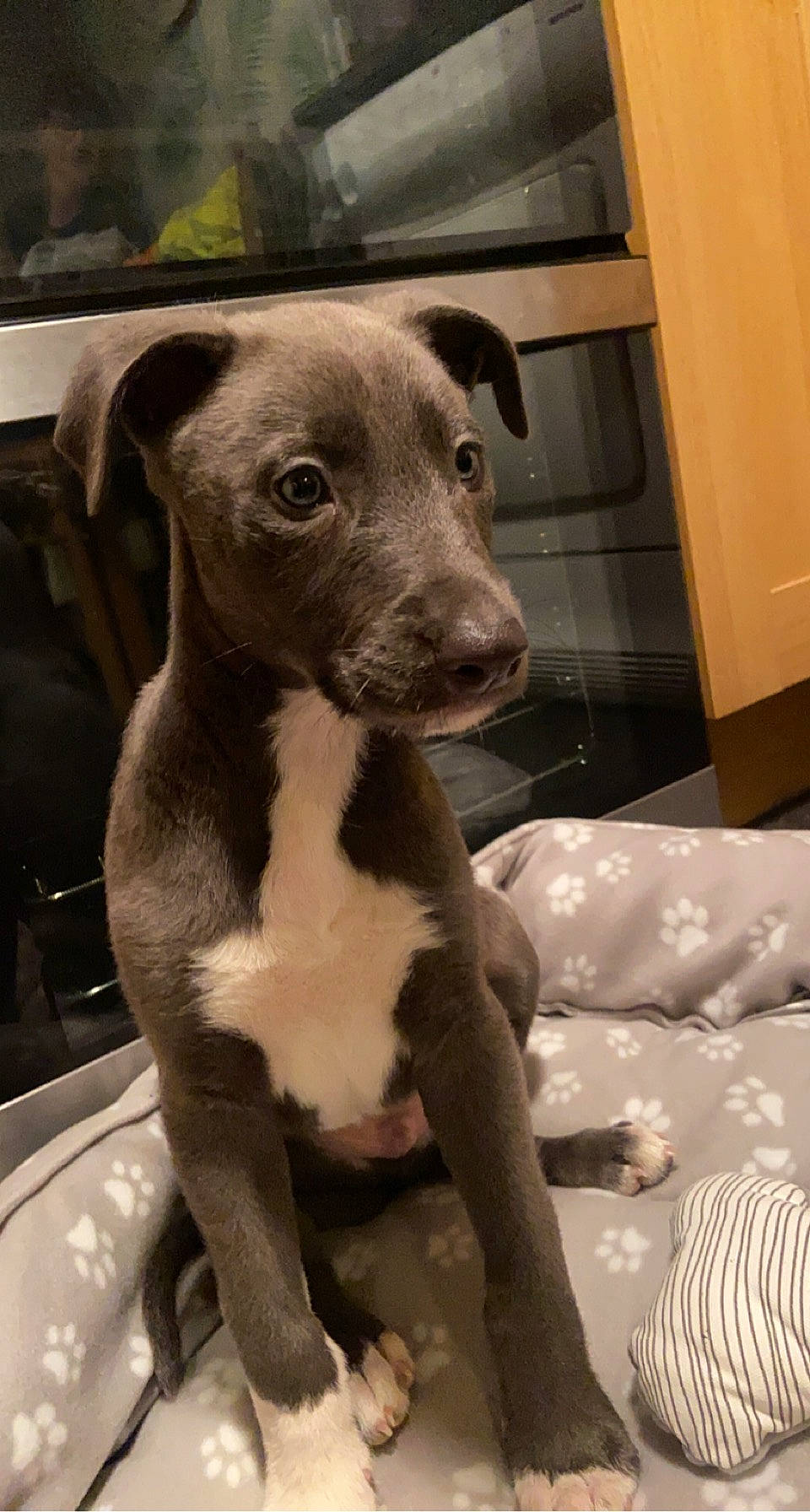 Reggie is registered to the contest to win money with this photo: canidae, carnivore, comfort, companion_dog, corgi_chihuahua, dog, dog_breed, fawn, fur, non_sporting_group, snout, sporting_group, terrestrial_animal, toy_dog, whiskers, working_animal