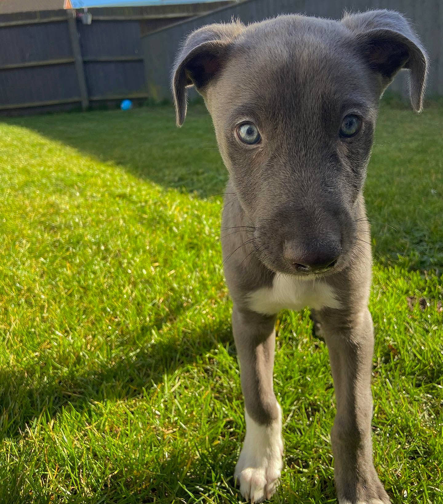 Reggie joined the competition — help win amazing prizes! art, carnivore, companion_dog, dog, dog_breed, fawn, grass, grassland, groundcover, livestock, non_sporting_group, plant, sporting_group, terrestrial_animal, whiskers, working_animal