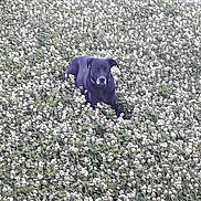Youpi a rejoint le concours — aidez-le/la à gagner de superbes lots ! animal, black_dog, canine, clover, daylight, dog, flora, flower_field, grass, greenery, ground_cover, lying_down, nature, outdoor, pet, plants, relaxing, sidewalk, summer, white_flowers