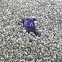 animal, black_dog, canine, clover, daylight, dog, flora, flower_field, grass, greenery, ground_cover, lying_down, nature, outdoor, pet, plants, relaxing, sidewalk, summer, white_flowers